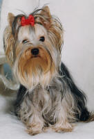 Hetty Modr korpion